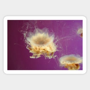 Vibrant Jellyfish in an Aquarium Sticker